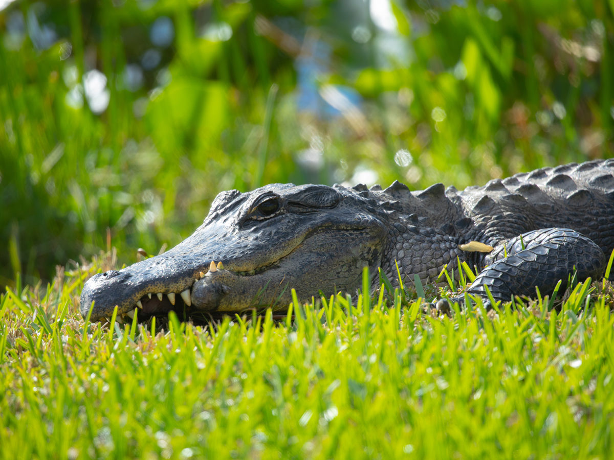 Everglades Alligator Farm - MiaRentals Blog