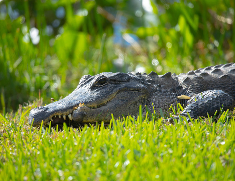 Ферма Everglades Alligator Farm